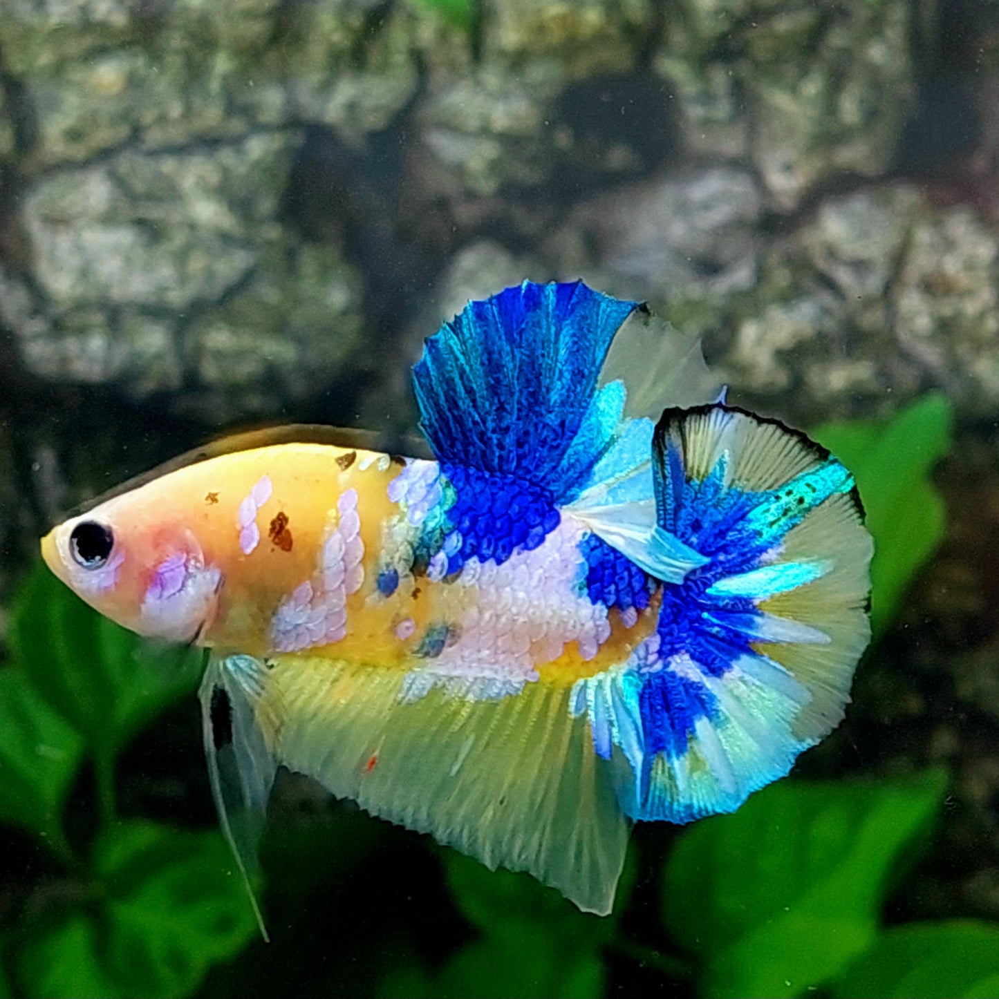 Yellow Koi Galaxy HMPK Male