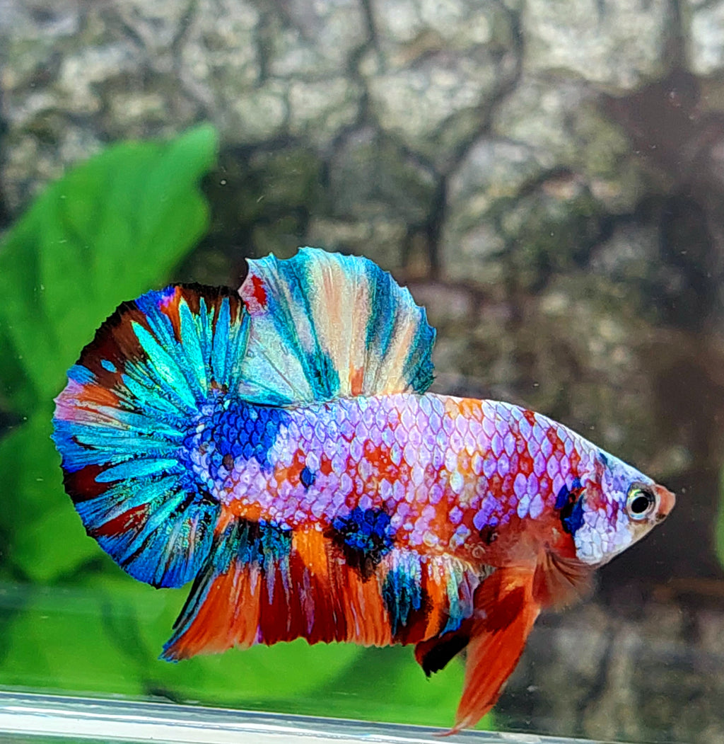 Multicolor Galaxy HMPK Male
