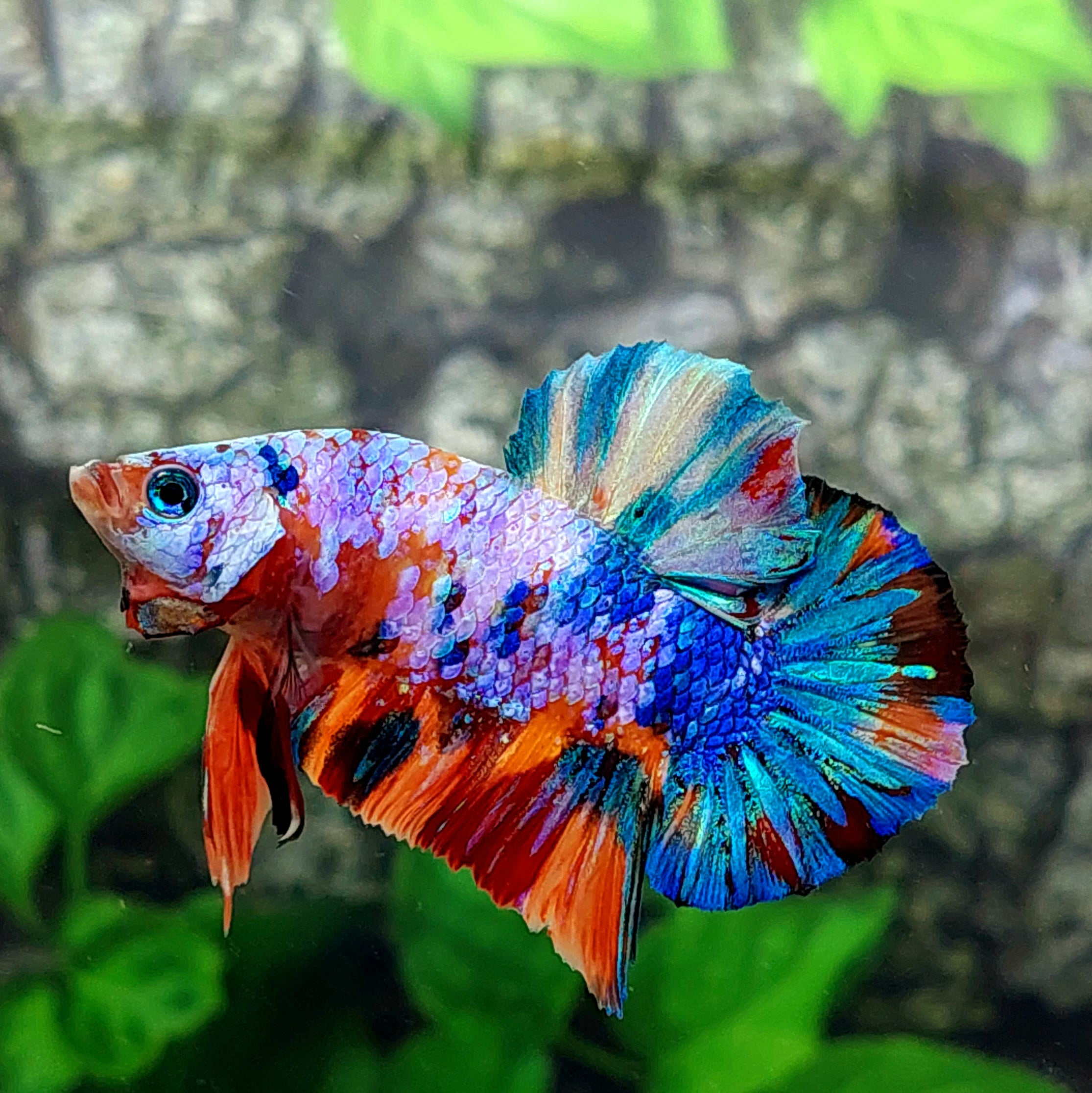 Multicolor Galaxy HMPK Male