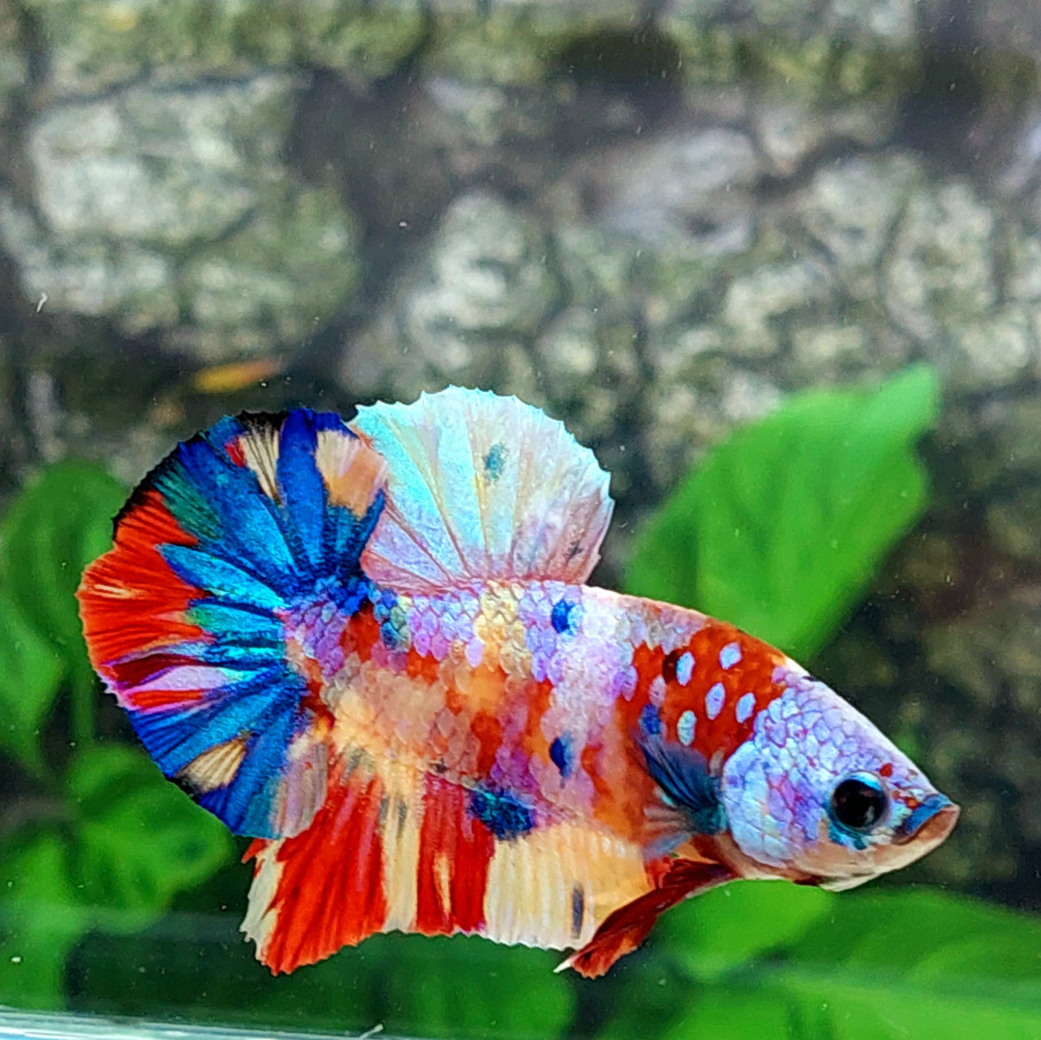 Multicolor Galaxy HMPK Male