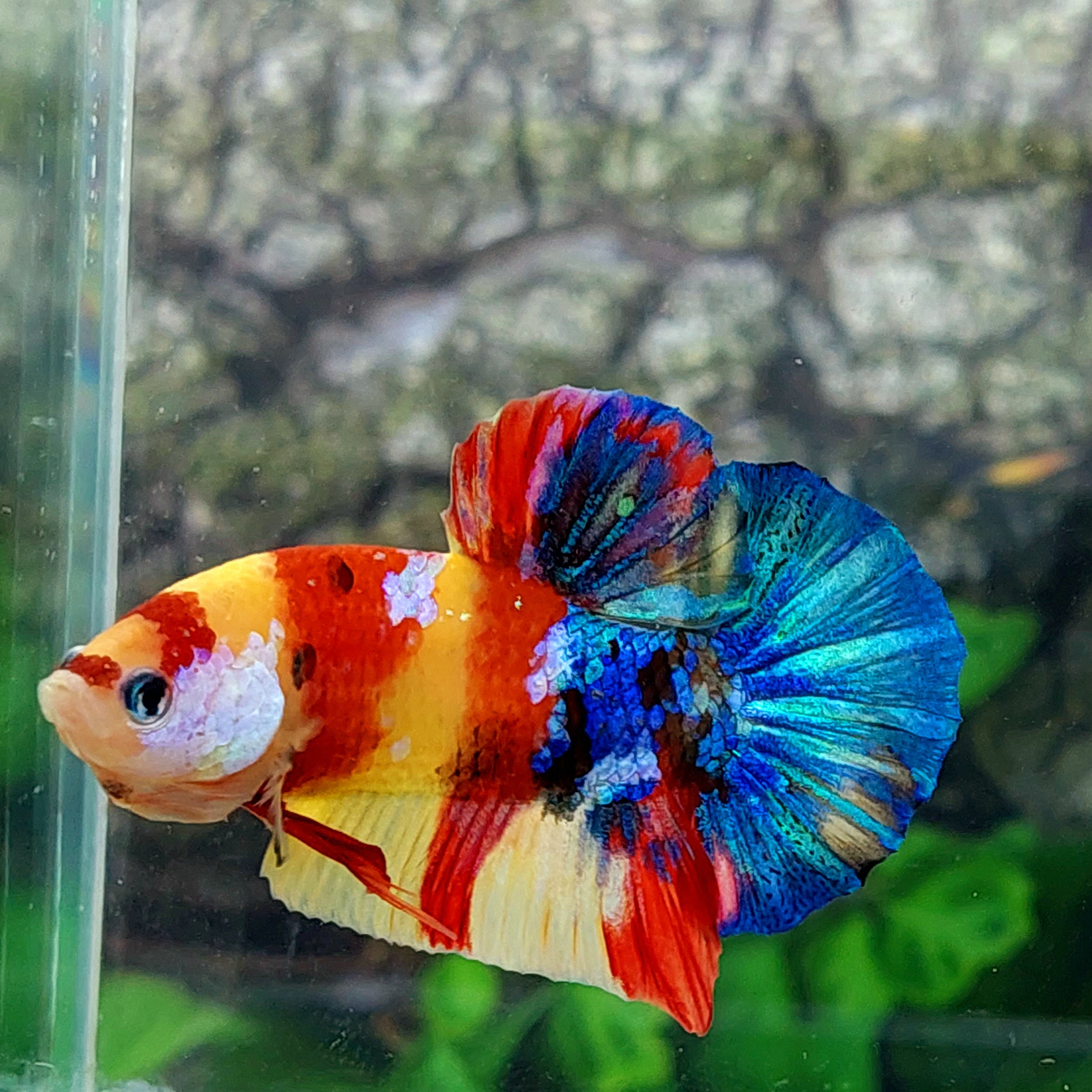 Amarillo Cobre Púrpura Galaxia OHMPK Macho