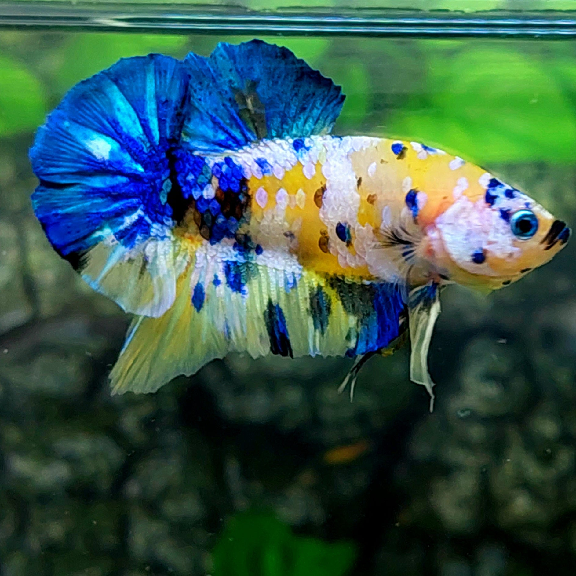 Amarillo Cobre Púrpura Galaxia OHMPK Macho