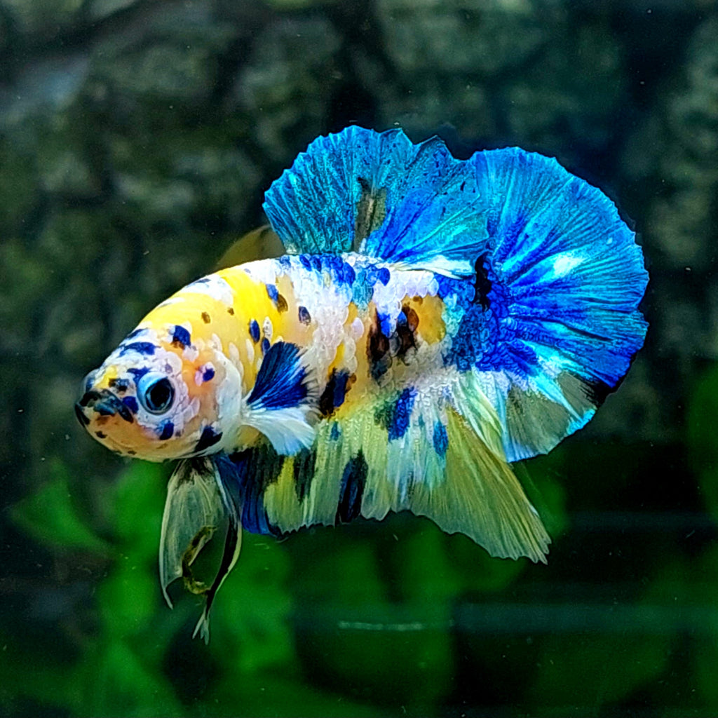 Amarillo Cobre Púrpura Galaxia OHMPK Macho