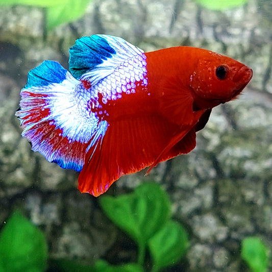 Hellboy Blood HMPK Male