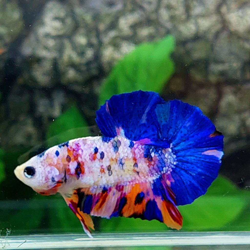 Multicolor Pink Galaxy HMPK Male