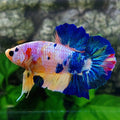 Multicolor Pink Candy HMPK Male