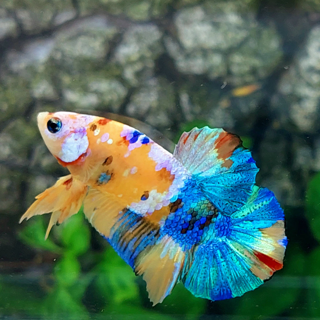 Multicolor Yellowbase Galaxy HMPK Male