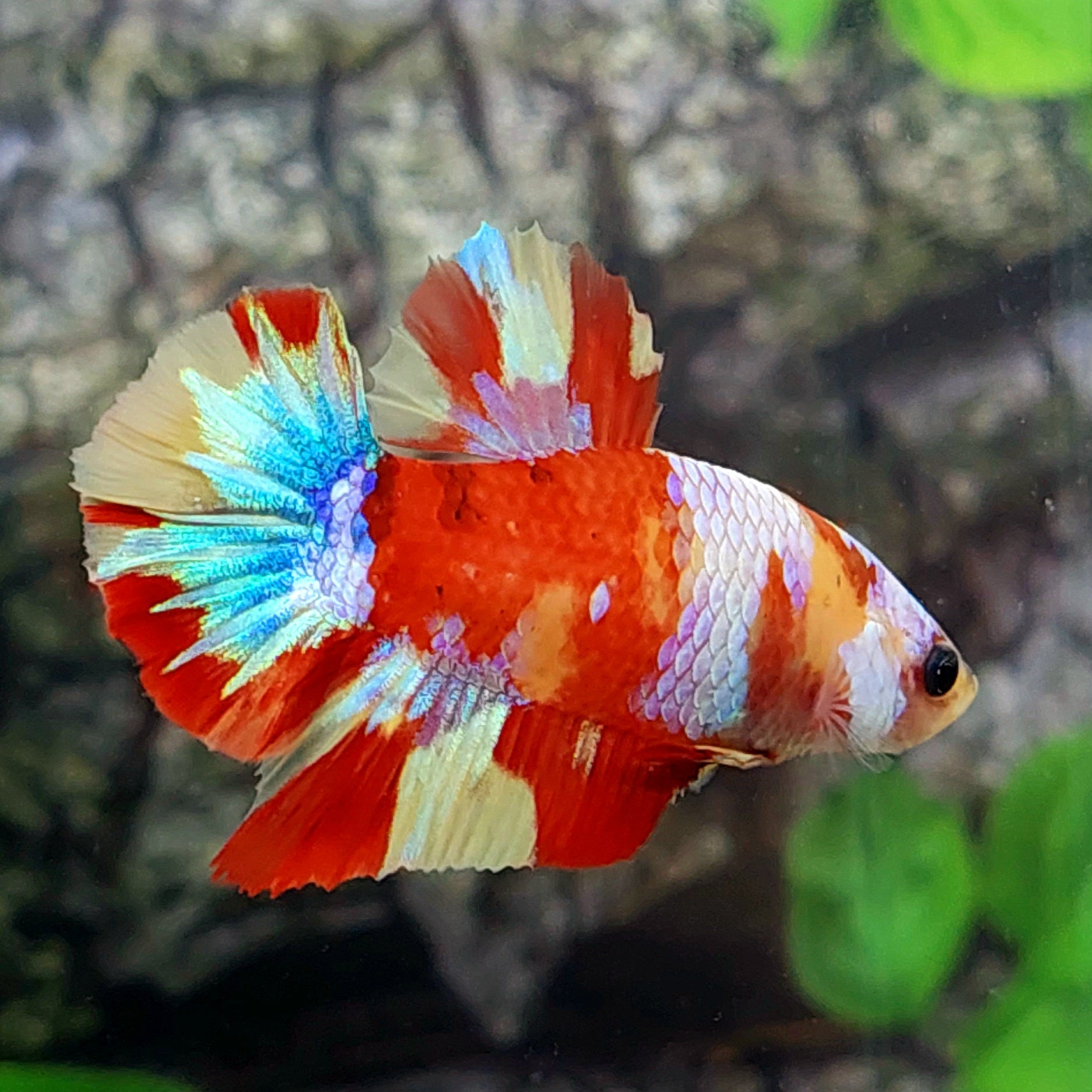 Multicolor Galaxy HMPK Male