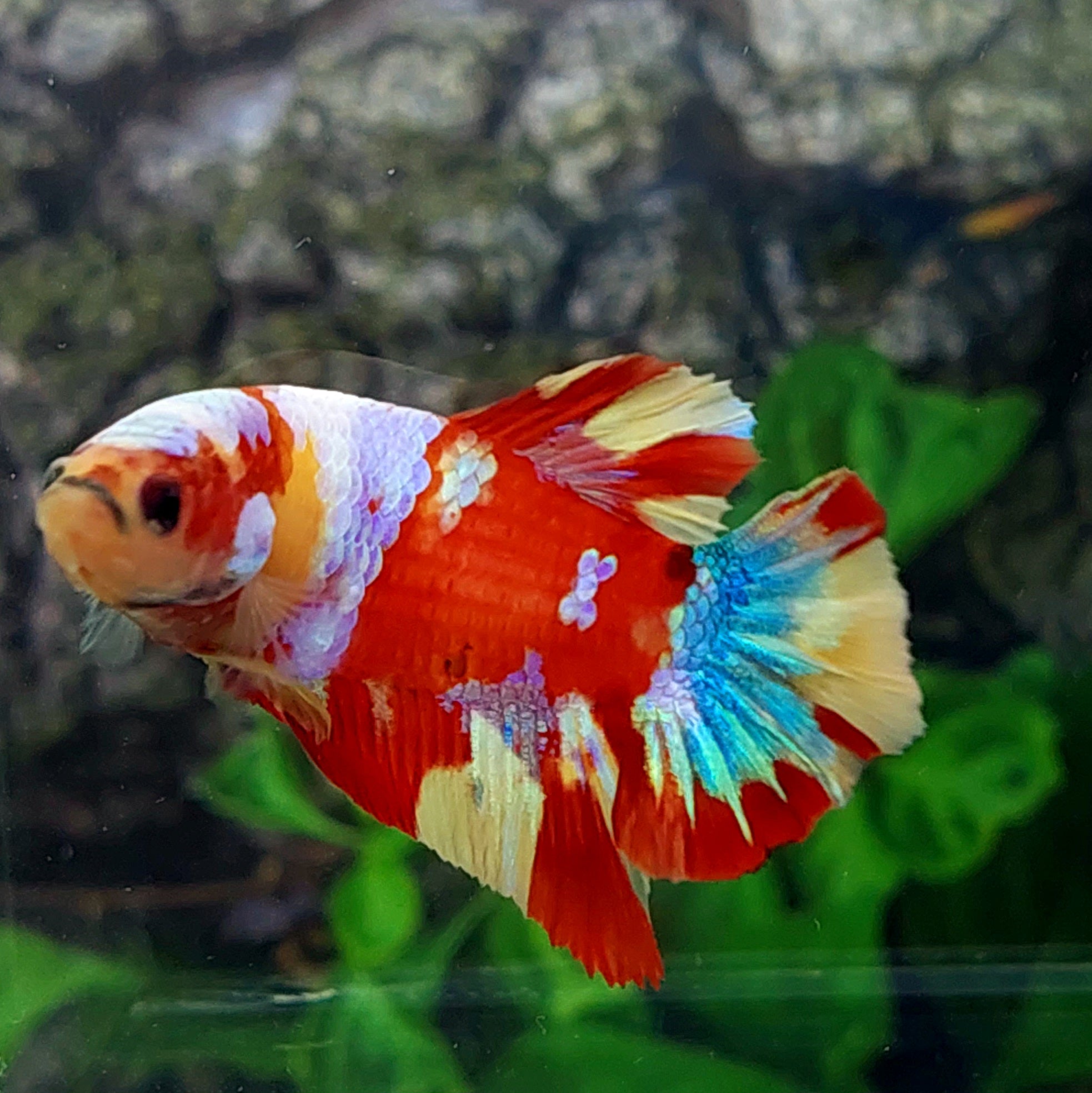 Multicolor Galaxy HMPK Male