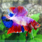 Multicolor Pink Purple Galaxy HMPK Male