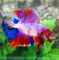 Multicolor Pink Purple Galaxy HMPK Male