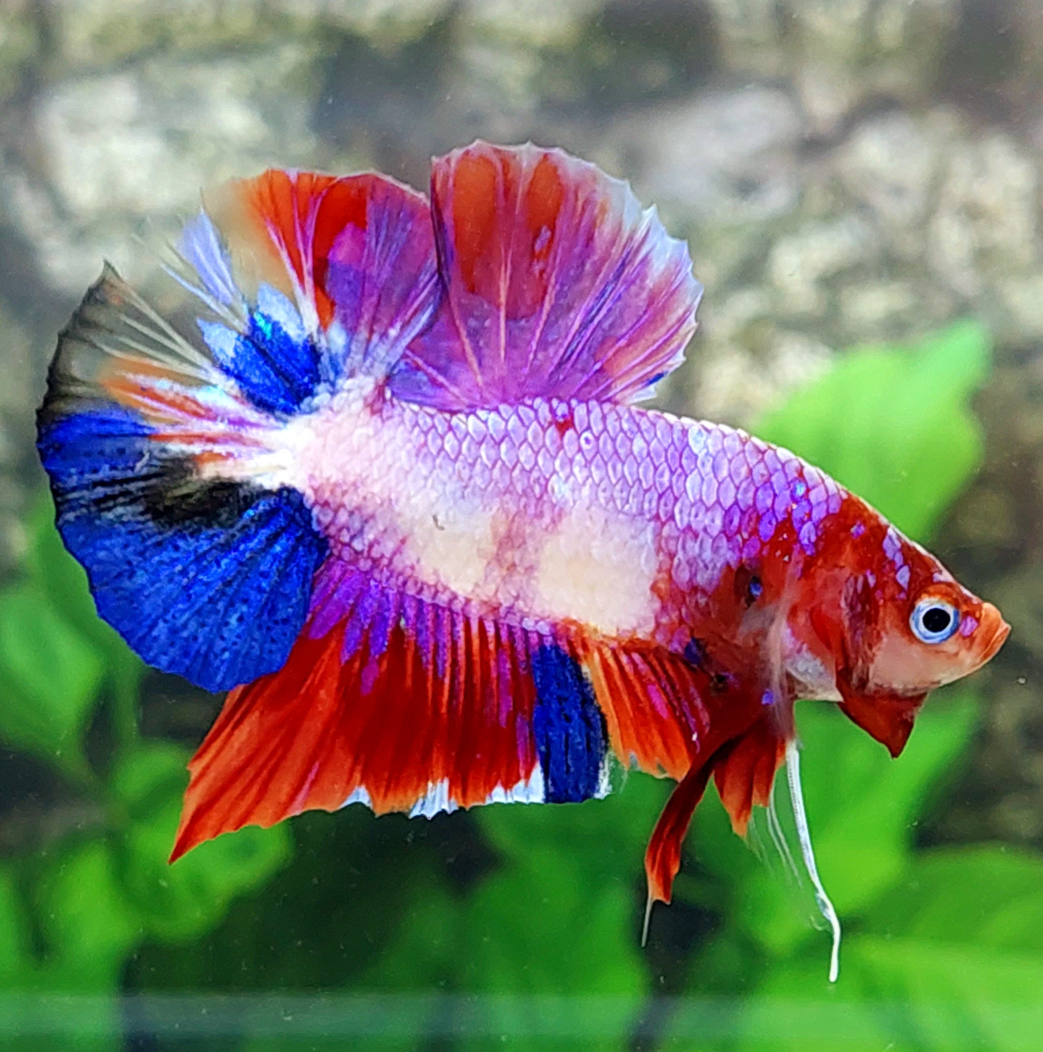 Multicolor Pink Purple Galaxy HMPK Male