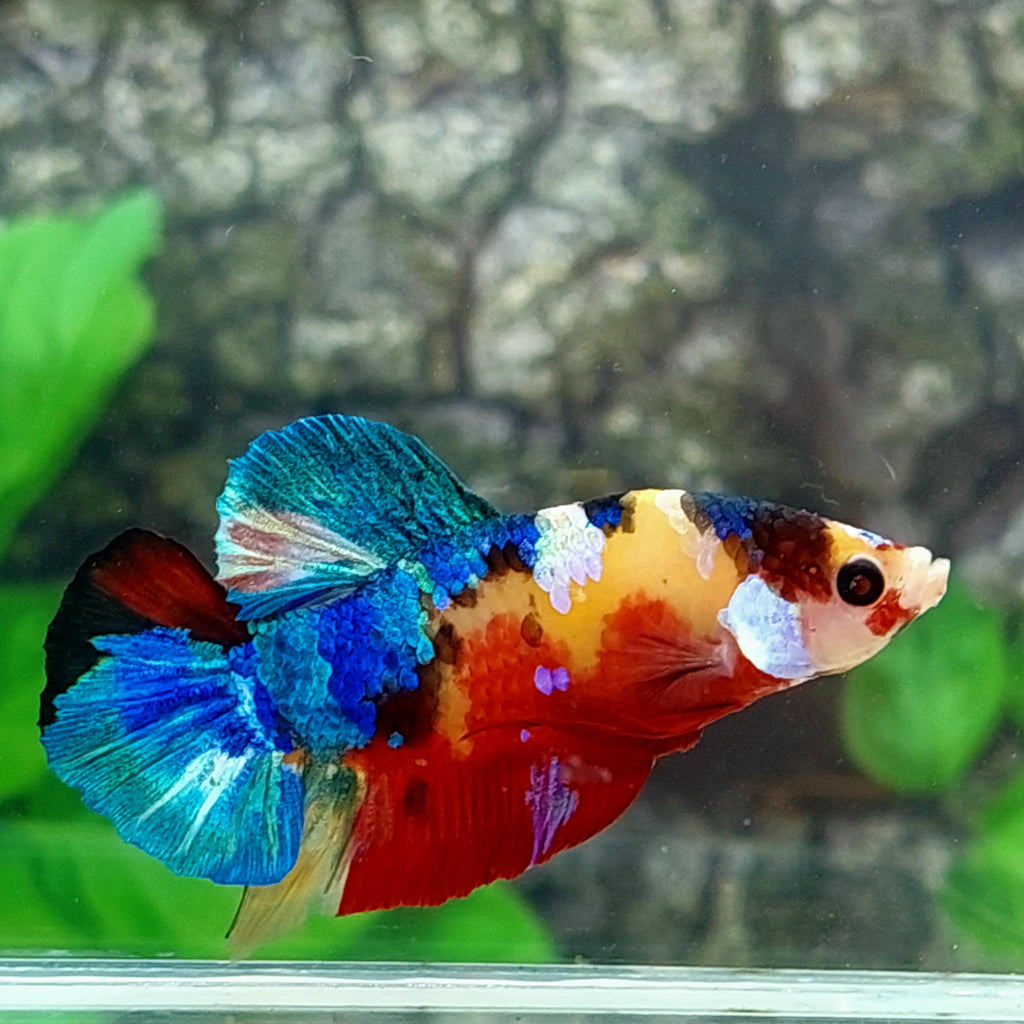 Multicolor Yellowbase Galaxy HMPK Male