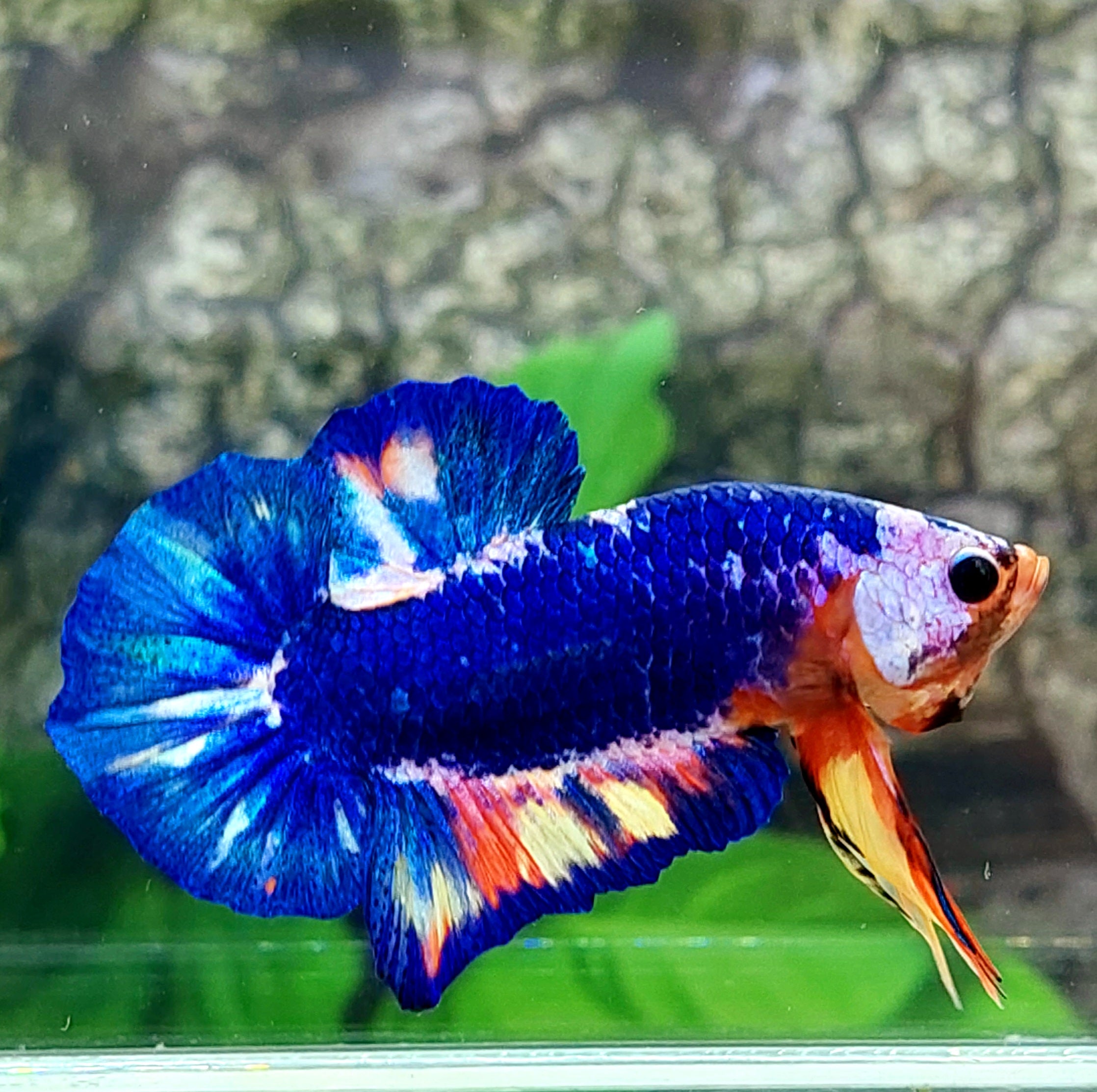 Multicolor Blue Monster HMPK Male