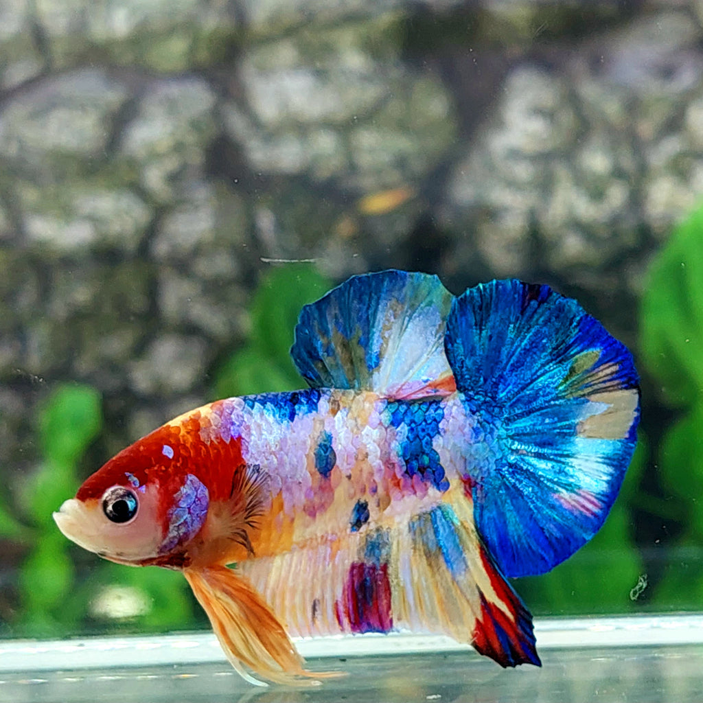 Multicolor Galaxy HMPK Male