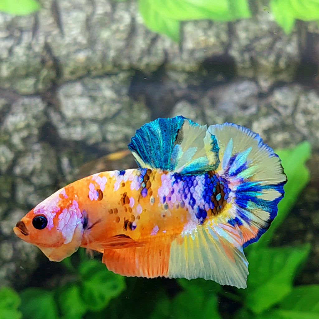 Multicolor Yellowbase Pink Galaxy HMPK Male