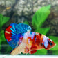 Multicolor Galaxy HMPK Male