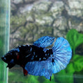 Black Grey Star Galaxy HMPK Male