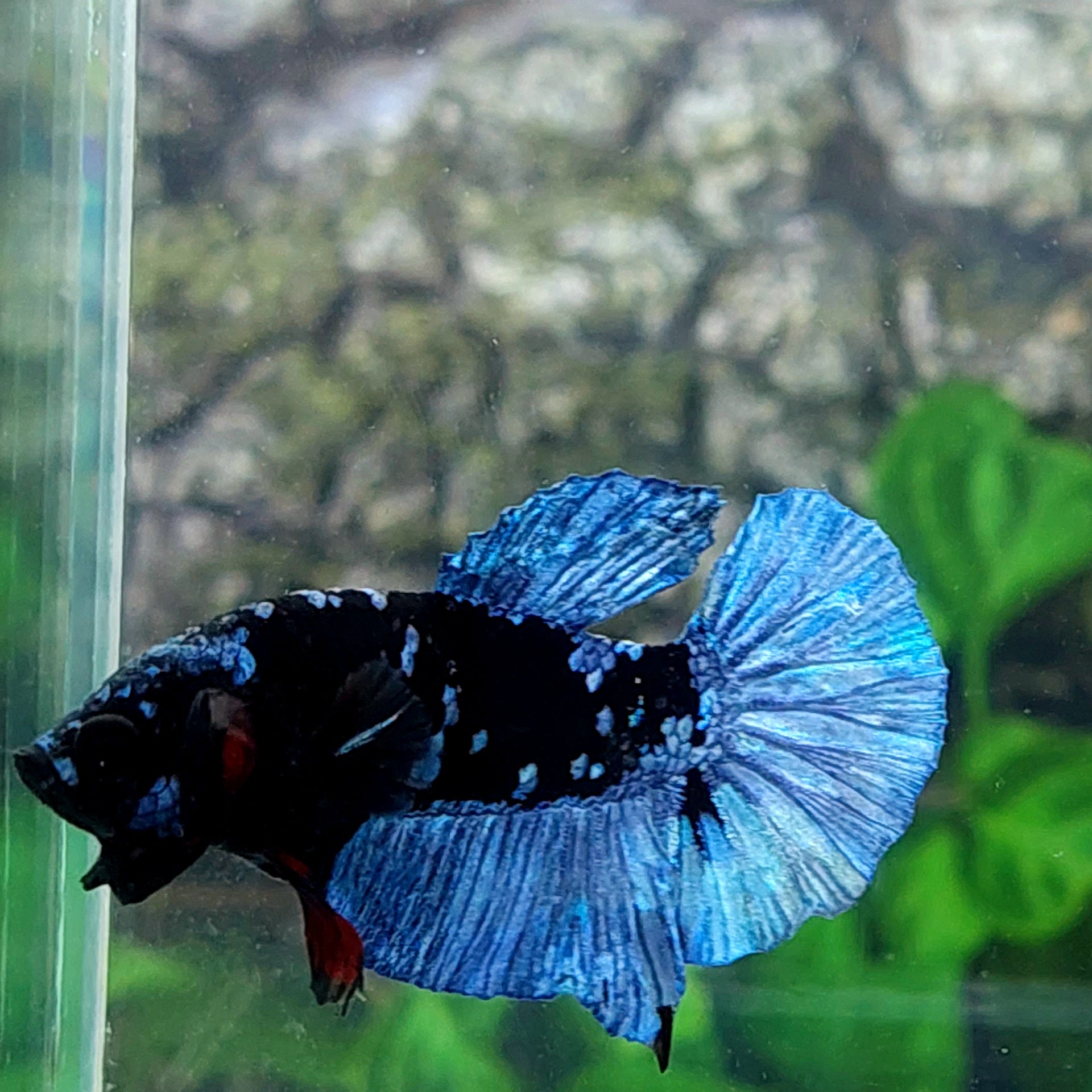 Black Grey Star Galaxy HMPK Male