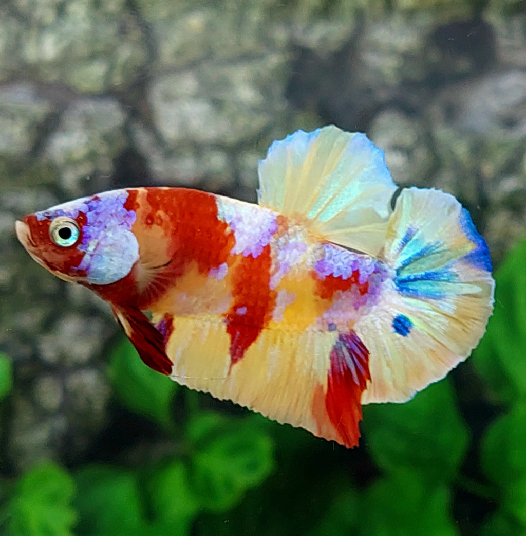 Multicolor Pink Gold Galaxy HMPK Male