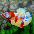 Multicolor Pink Gold Galaxy HMPK Male