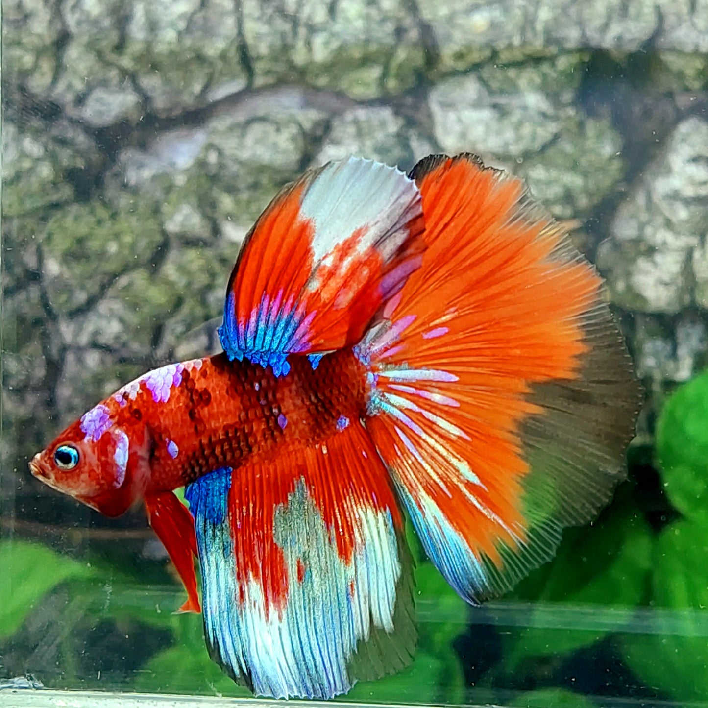 Multicolor Koi Galaxy Halfmoon Male