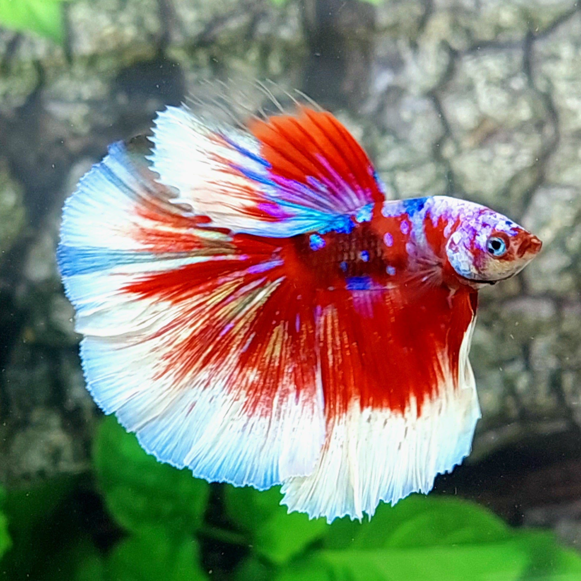 Multicolor Koi Galaxy Halfmoon Male