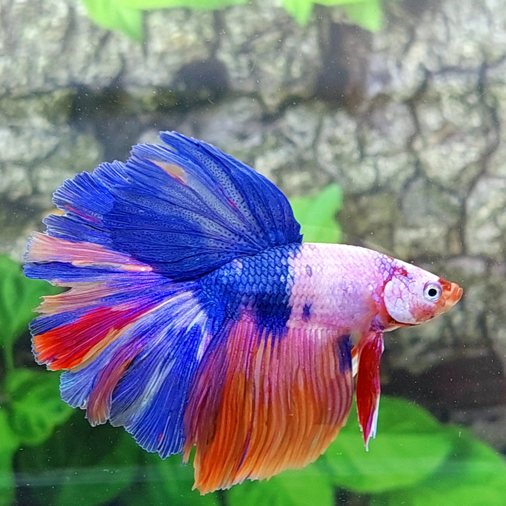 Multicolor Pink Candy Halfmoon Male