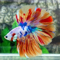 Multicolor Candy Halfmoon Male