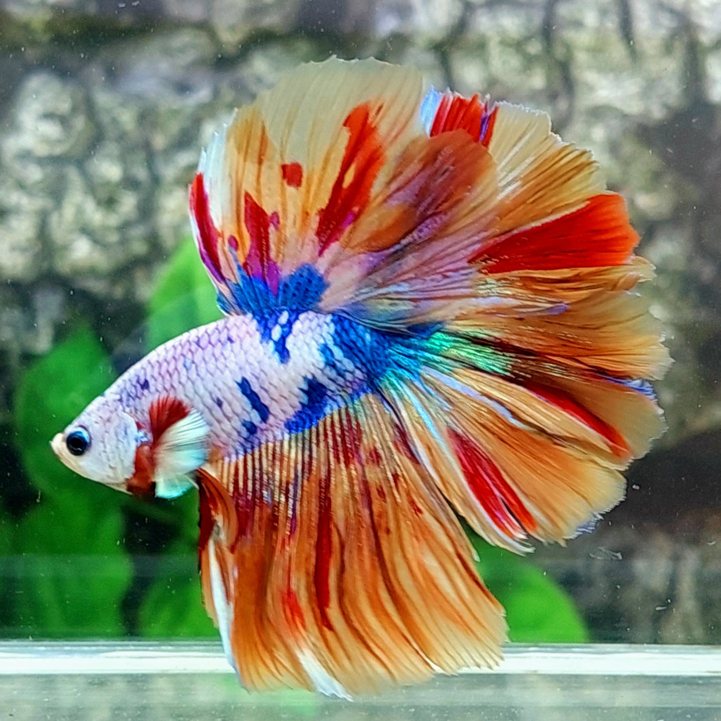 Multicolor Candy Halfmoon Male