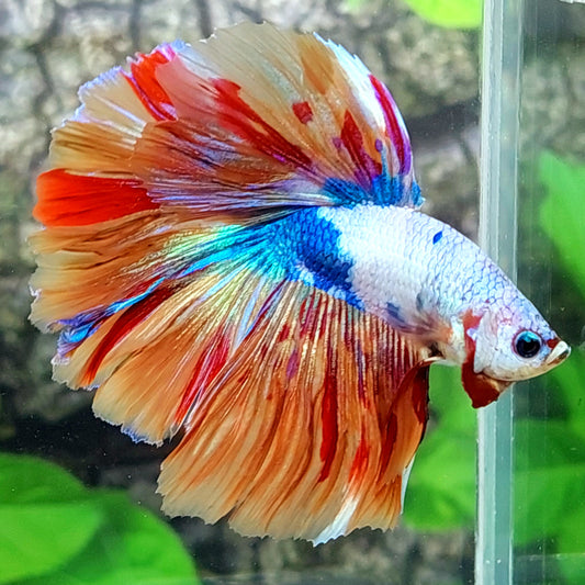 Multicolor Candy Halfmoon Male