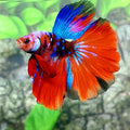 Multicolor Koi Galaxy Halfmoon Male