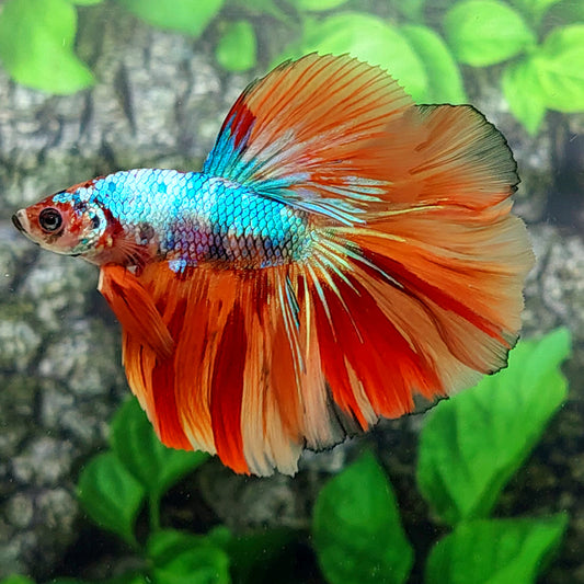 Multicolor Candy Halfmoon Male