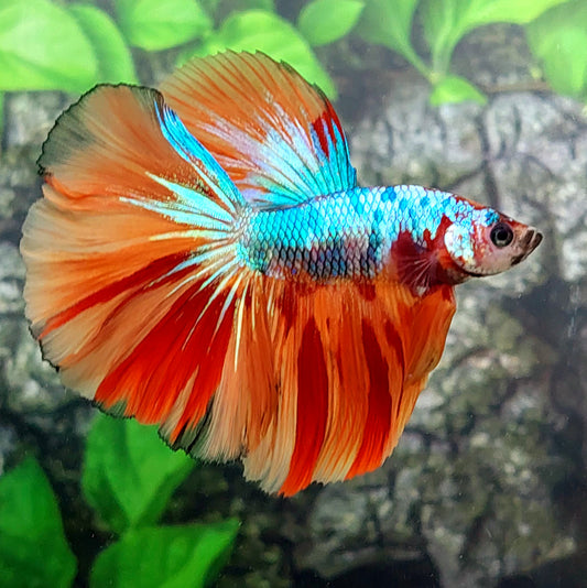 Multicolor Candy Halfmoon Male