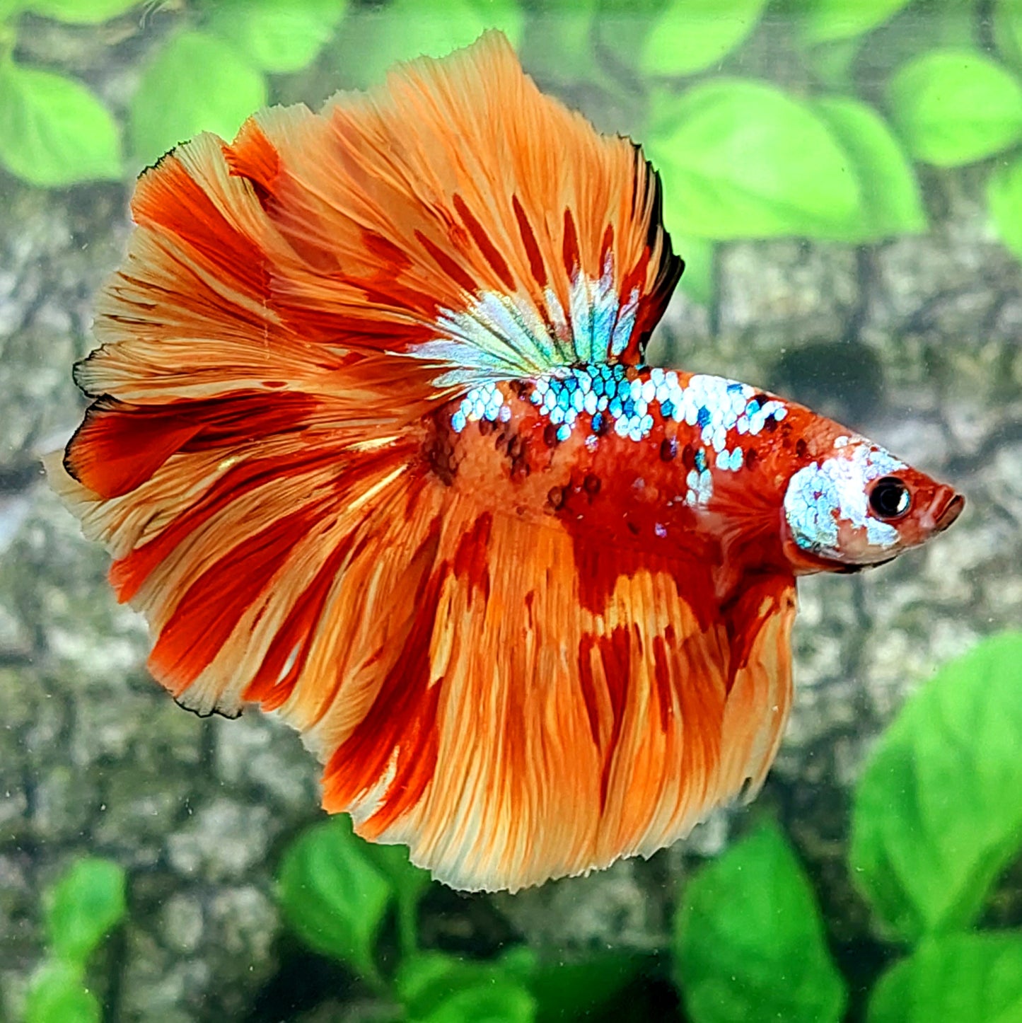 Multicolor Candy Galaxy Halfmoon Male