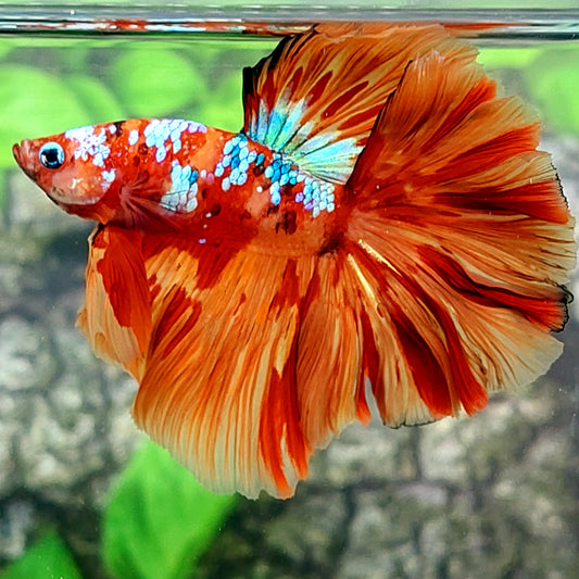 Multicolor Candy Galaxy Halfmoon Male