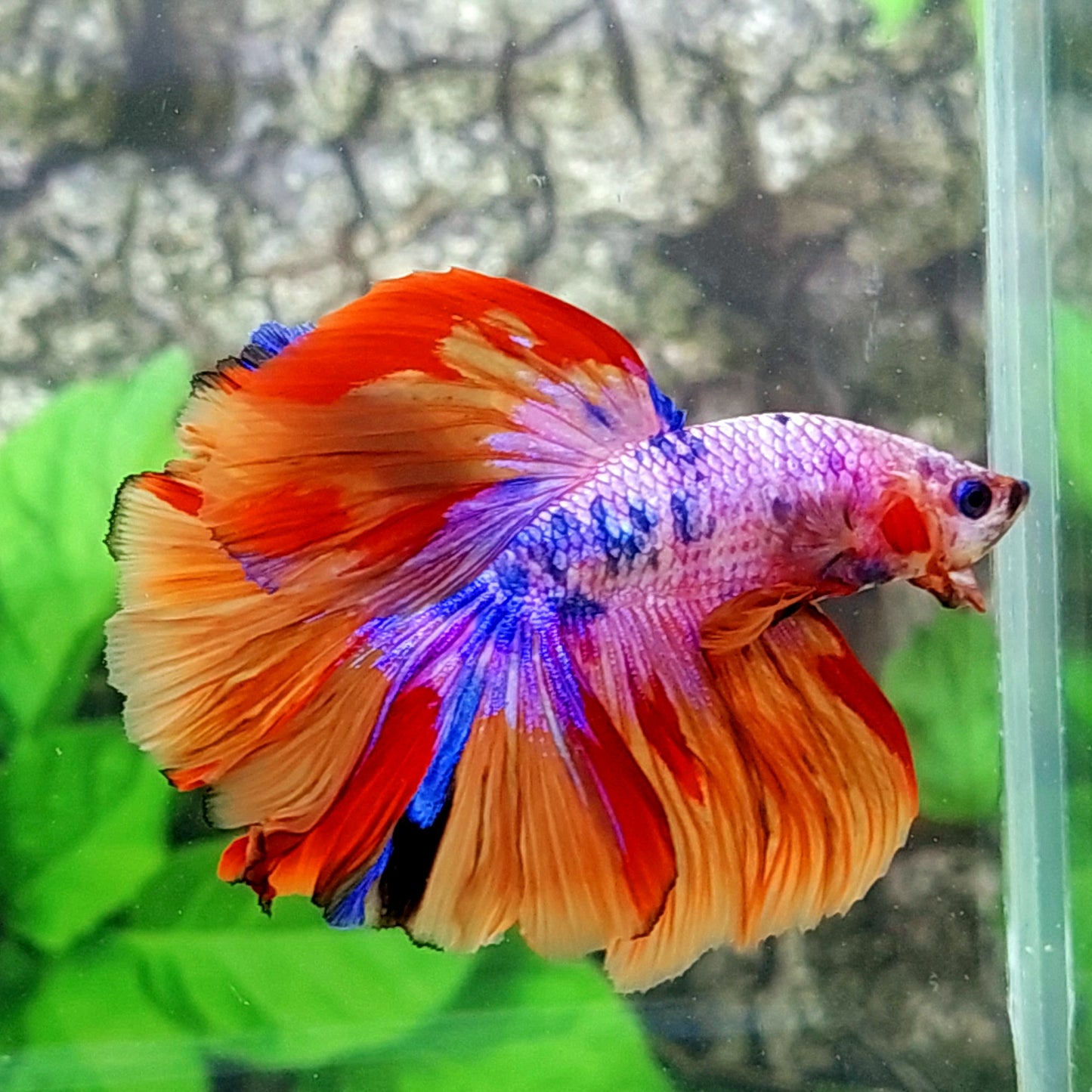 Multicolor Pink Purple Candy Halfmoon Male