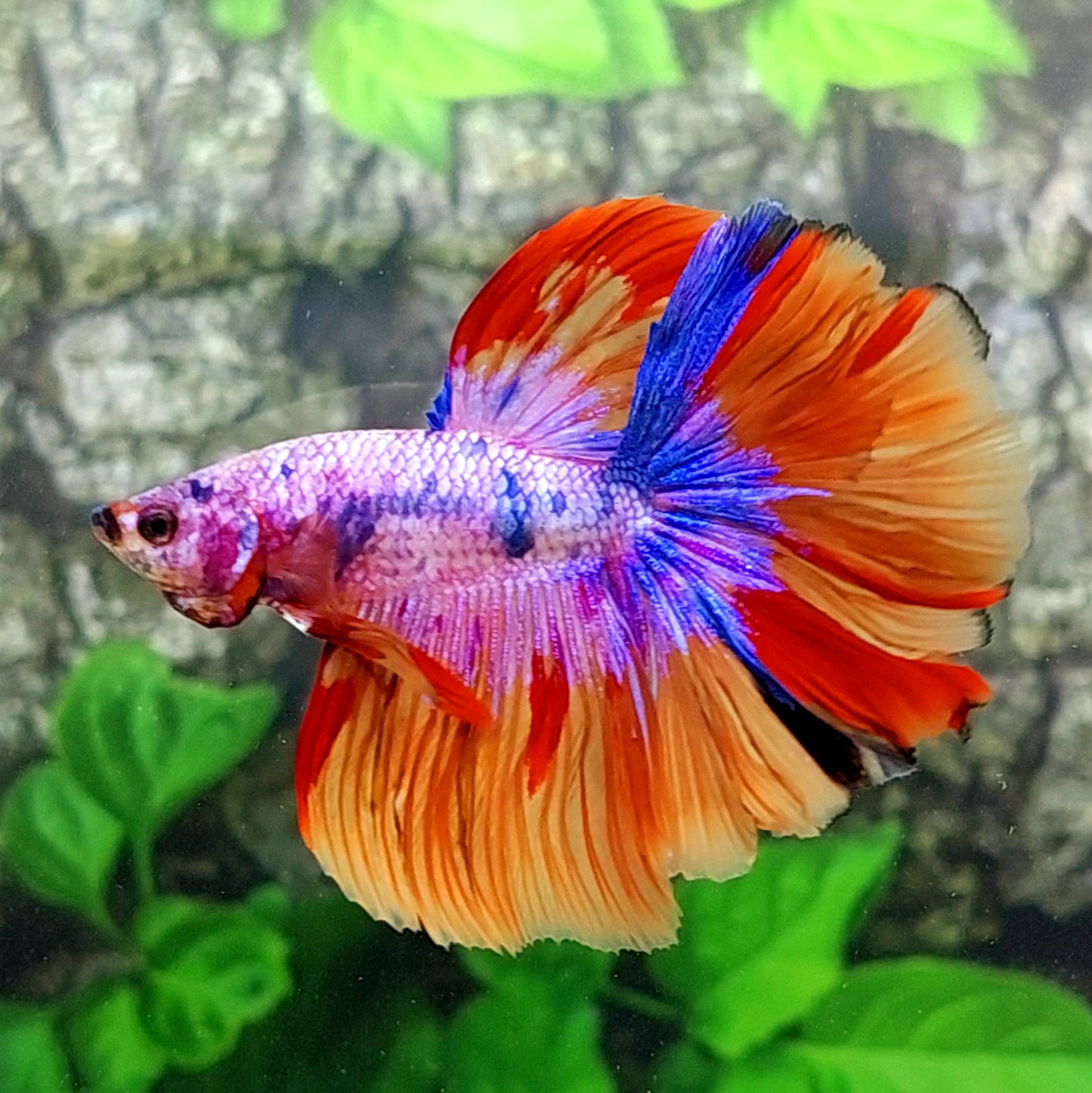 Multicolor Pink Purple Candy Halfmoon Male