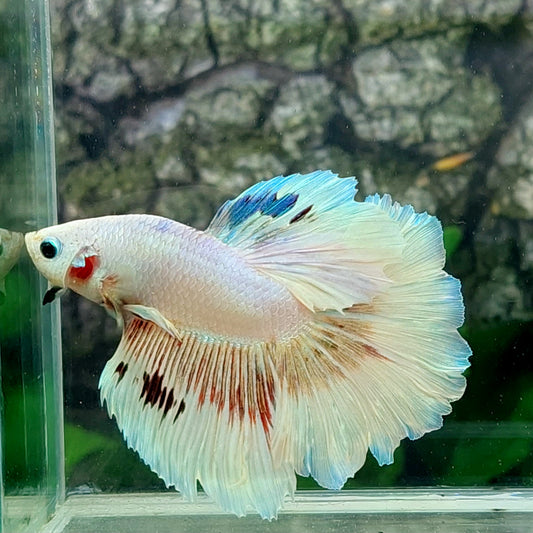 Unicorn Platinum Halfmoon Male