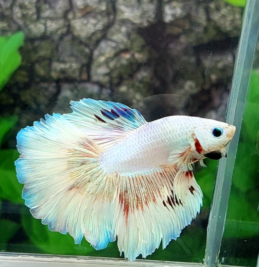 Unicorn Platinum Halfmoon Male