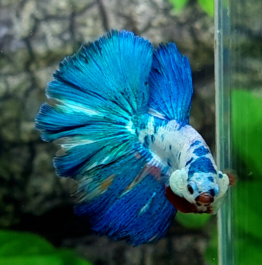 Marble Turquoise Halfmoon Male