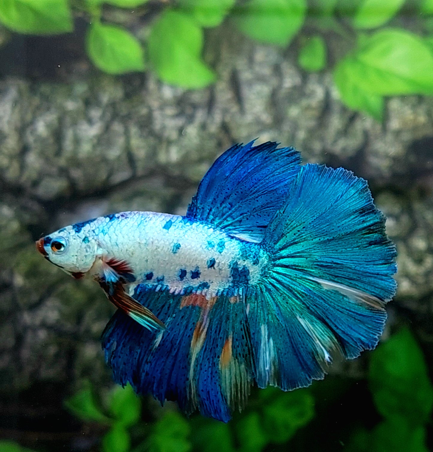 Marble Turquoise Halfmoon Male