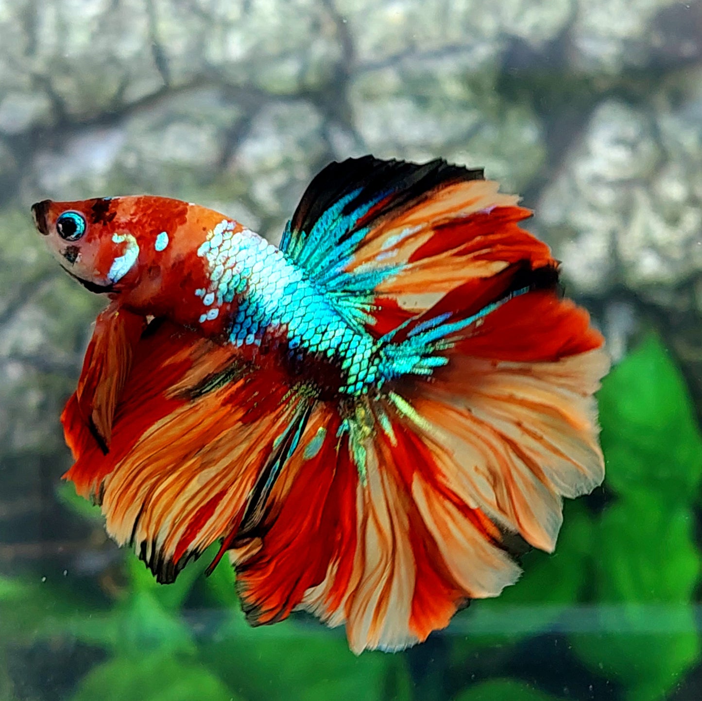 Multicolor Candy Galaxy Halfmoon Male