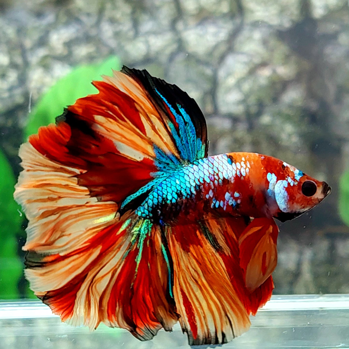 Multicolor Candy Galaxy Halfmoon Male