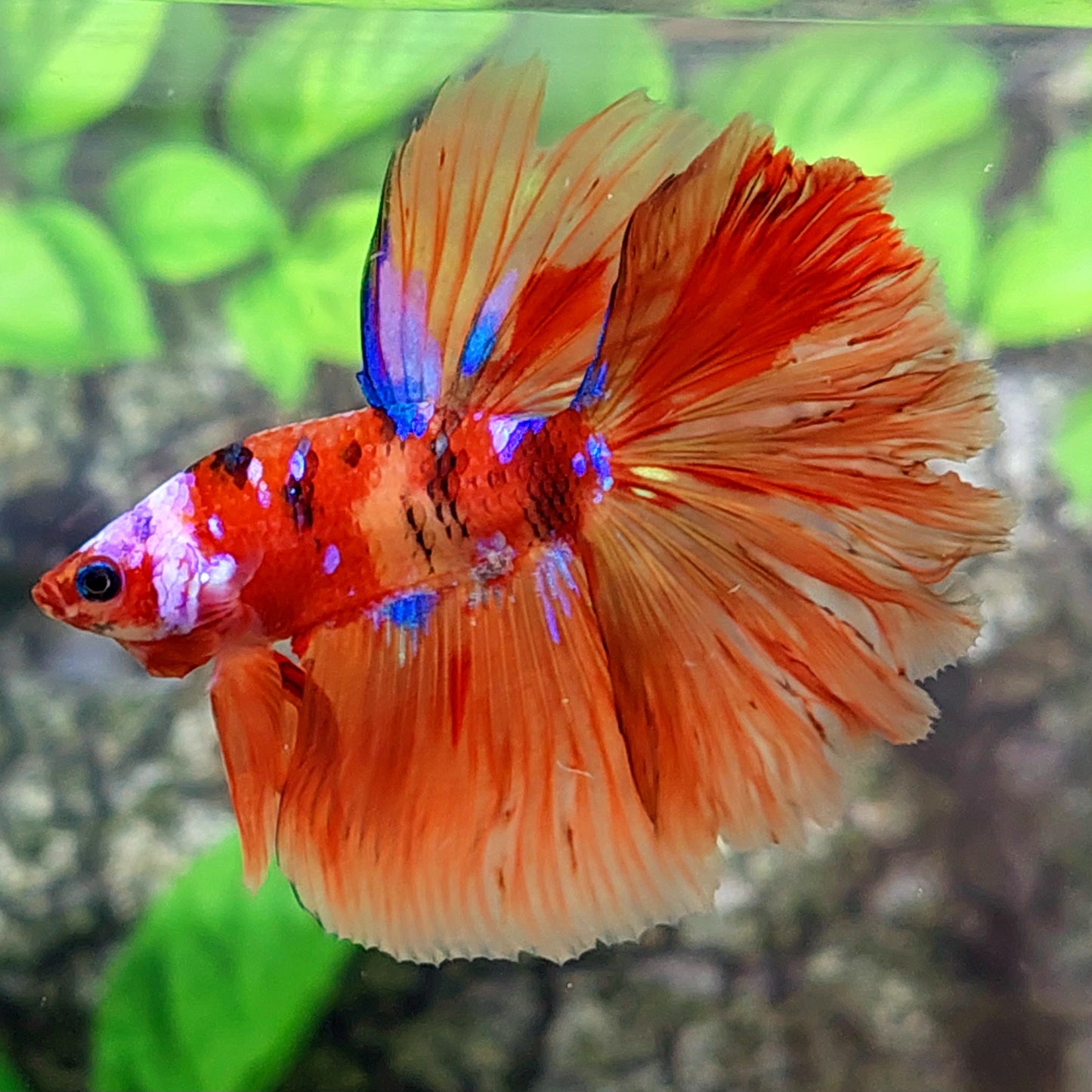 Multicolor Candy Purple Galaxy Halfmoon Male