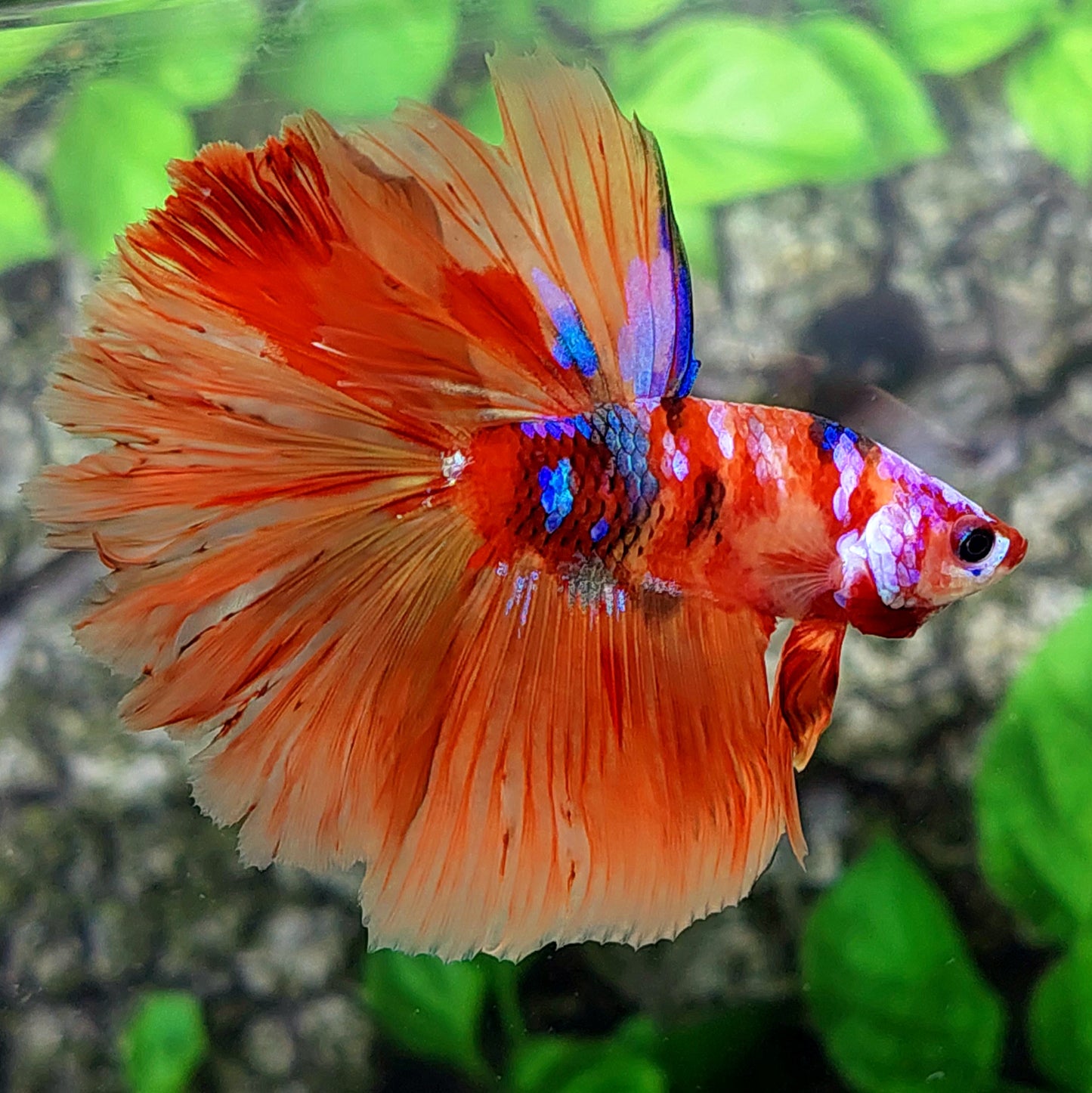 Multicolor Candy Purple Galaxy Halfmoon Male