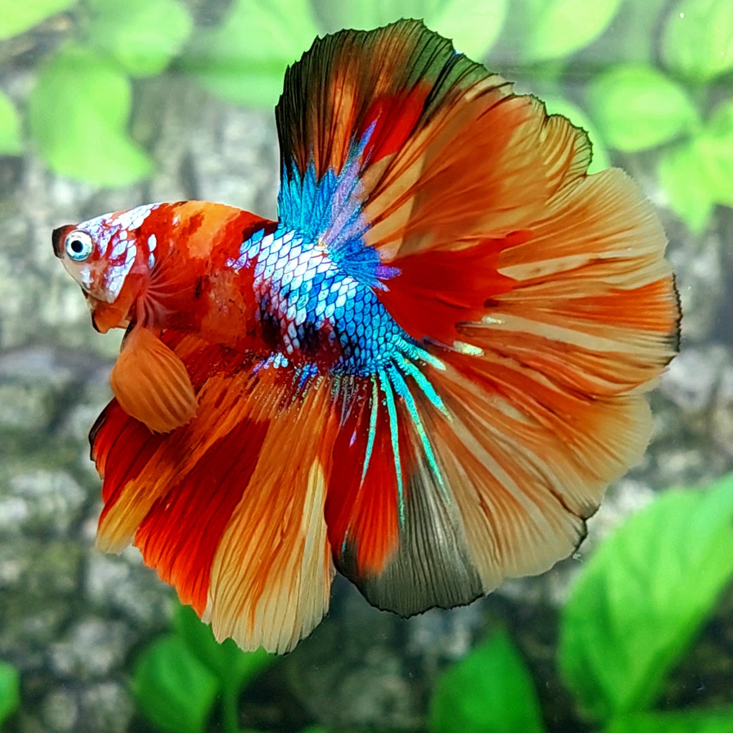 Multicolor Candy Galaxy Halfmoon Male