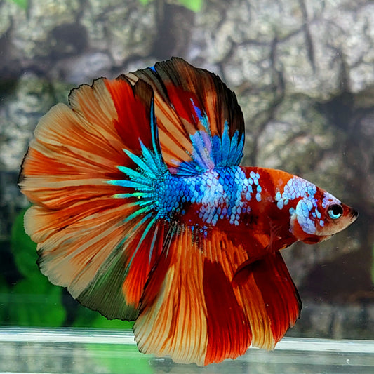 Multicolor Candy Galaxy Halfmoon Male