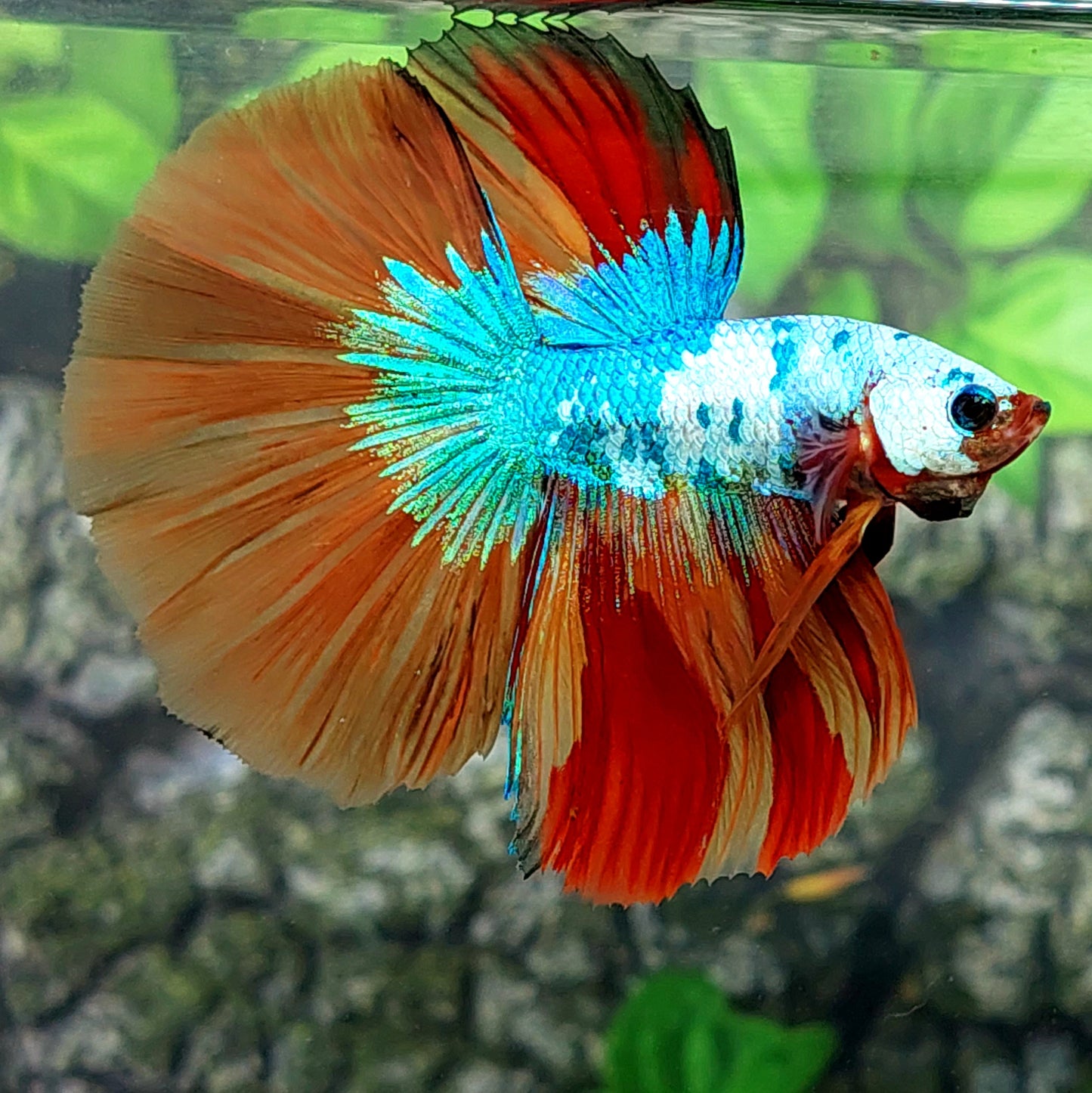 Multicolor Candy Halfmoon Male