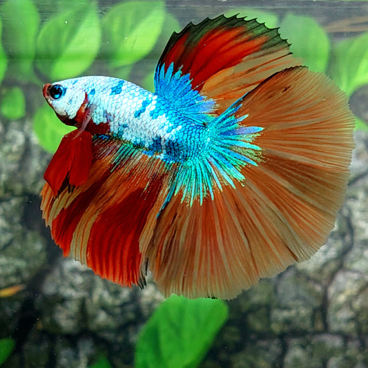 Multicolor Candy Halfmoon Male